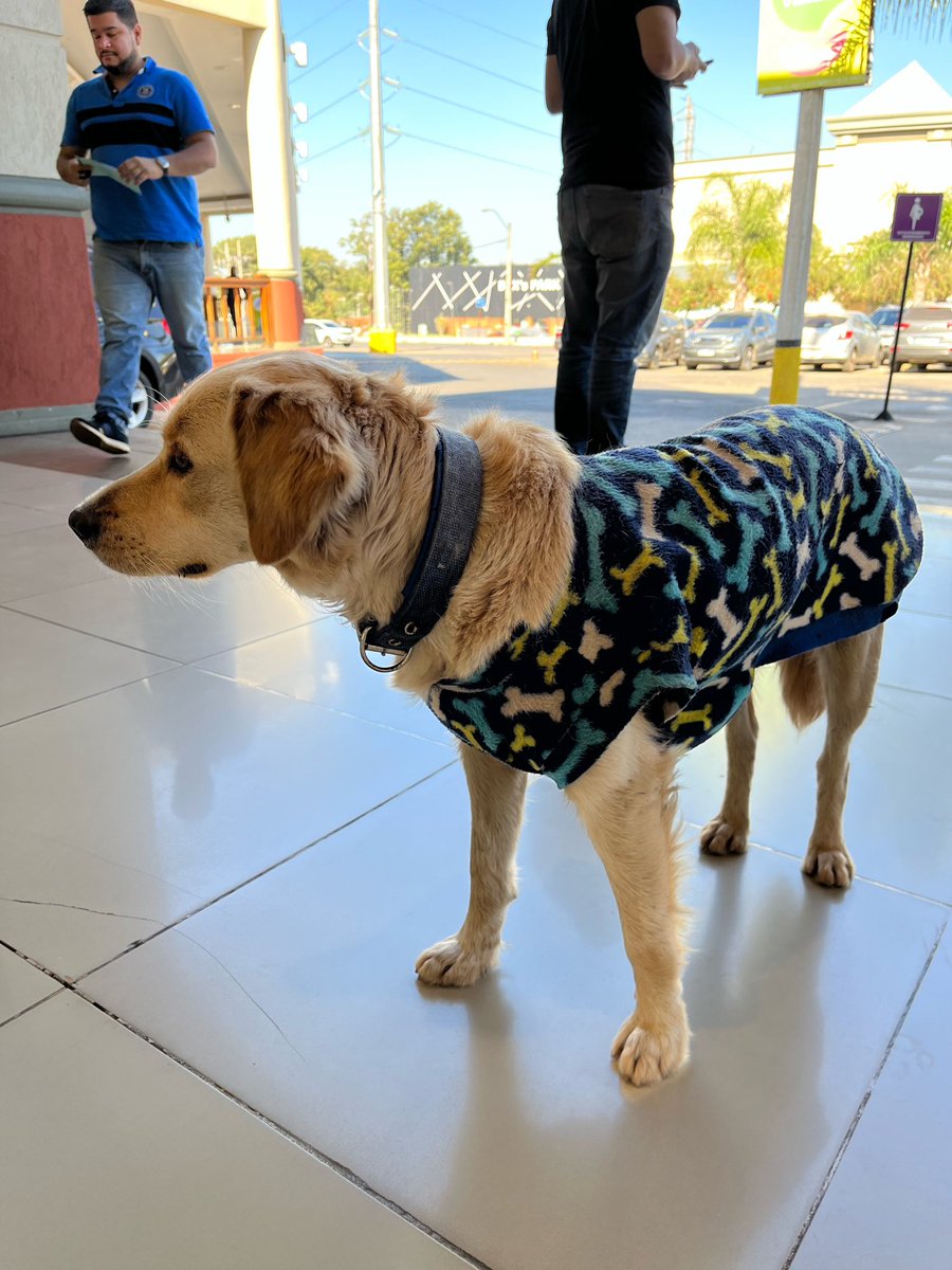 aagripinaa's tweet photo. Le encontré a este perrito en la puerta del Shopping Pinedo, tiene collar y ropita por eso asumo que tiene familia, el guardia me comentó que hace dos semanas aprox está acá y le dan de comer y cuidan. Es macho, súper cariñoso. Si por ahí se le perdió a alguien. 
RT porfi. https://t.co/qID6YqSgyk