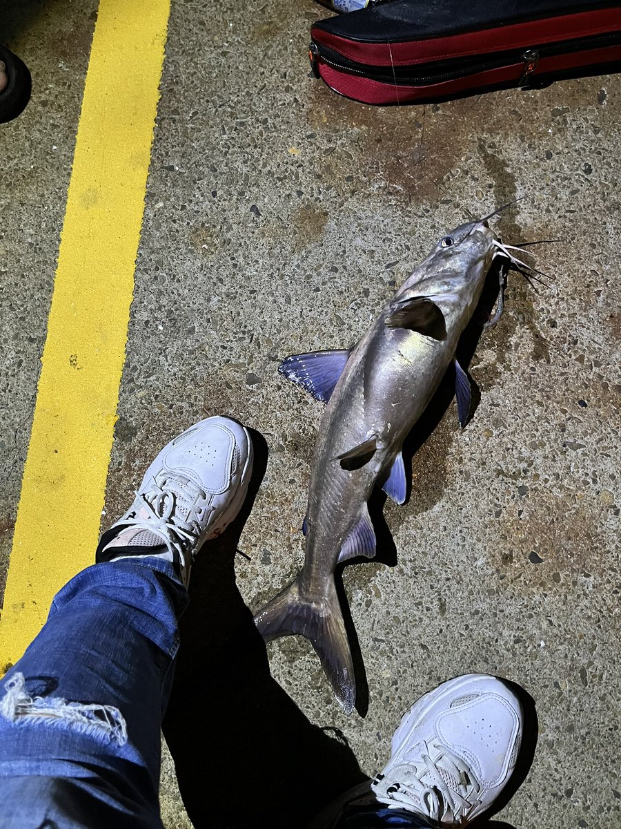 ciopinky's tweet photo. 真厭世⋯我可以不要在釣這個了嗎？不是鯊魚就成仔丁
#outdoor #fishing https://t.co/pQGf5lV2XF