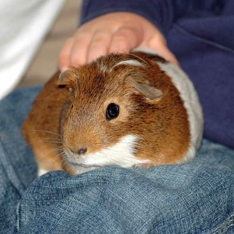 Why Do Guinea Pigs Pee on People? The why behind the wee | Lafeber Small Mammals buff.ly/3r380GT #FridayFun #guineapigs #guineapig #gpigs