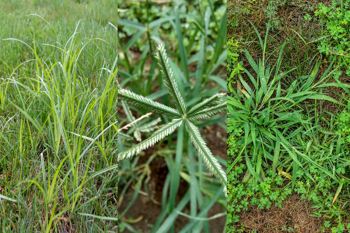 genesis_dist's tweet photo. Are the weeds of summer overwhelming you and causing stress? We offer various solutions for eliminating nutsedge, crabgrass, goosegrass, and other unwanted weeds. #askagenesisrep which products are right for you. #summerweedsolutions #nutsedge #crabgrass #goosegrass https://t.co/TPEwYq9LBw
