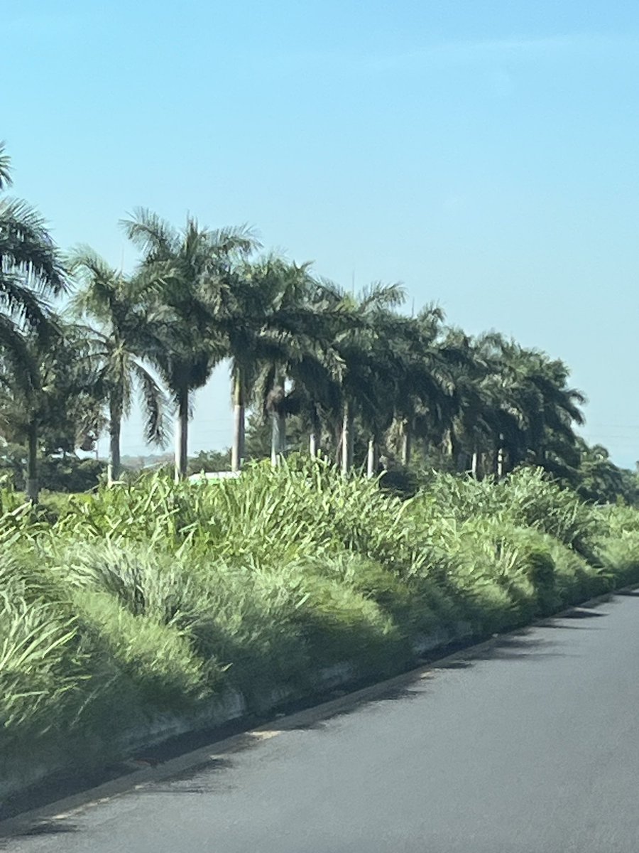 vozdeltuit's tweet photo. En total abandono la autopista Palin-Escuintla. Descuidada , sin mantenimiento, sucia . Abandonada. Es una carretera fantasma. https://t.co/fuBPlNVnaT