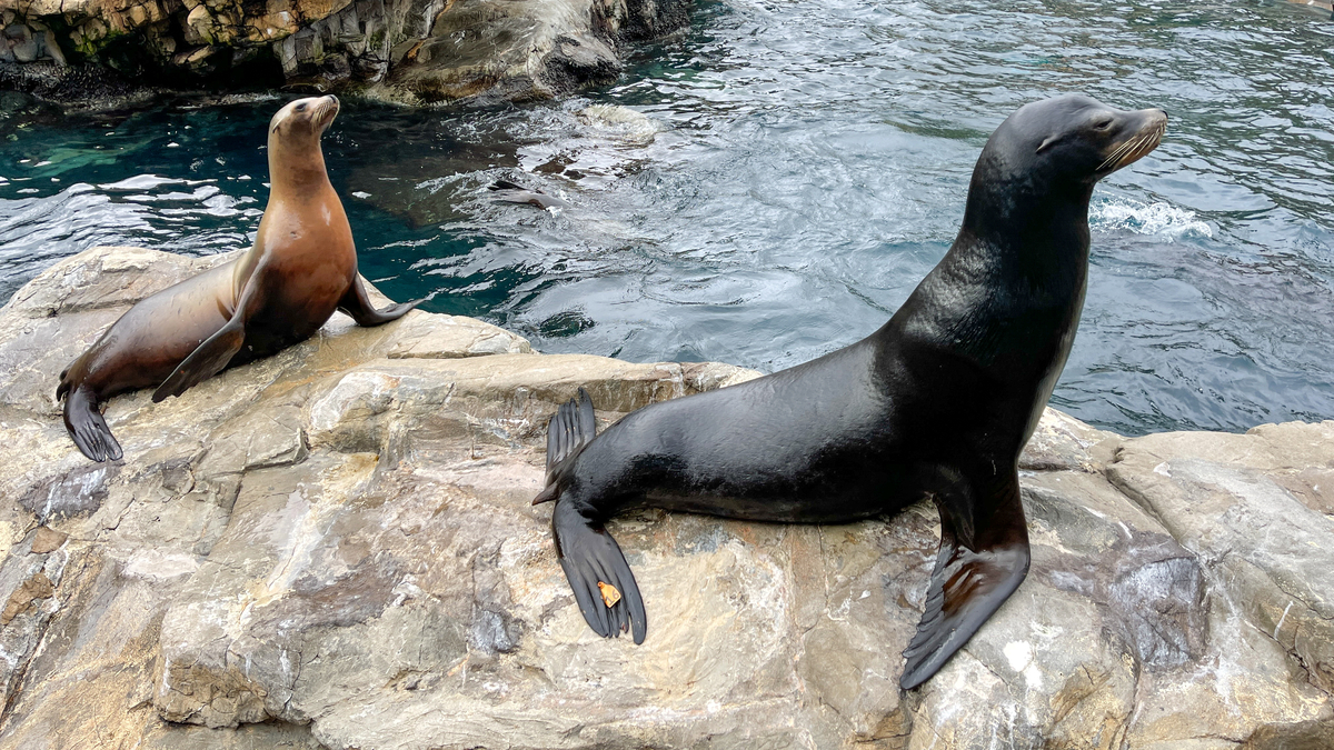 Prepare for a remarkable encounter with our marine friends at Pacific Point Preserve! Visit @Seaworld to witness the beauty and grace of sea lions and harbor seals up close.