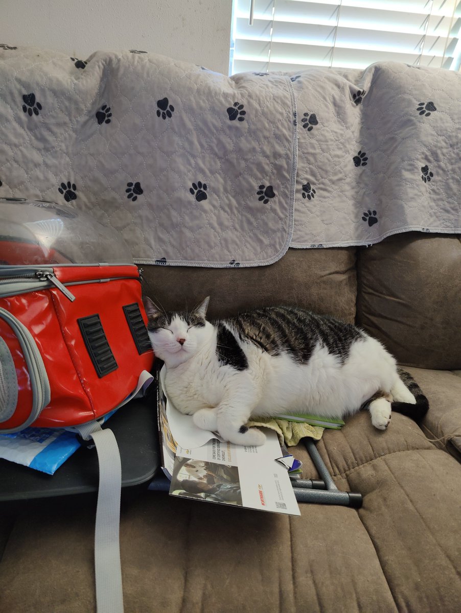 Abermelin's tweet photo. @hankgreen Cuddly Sophie pic for you https://t.co/h6aFp0ZZsl