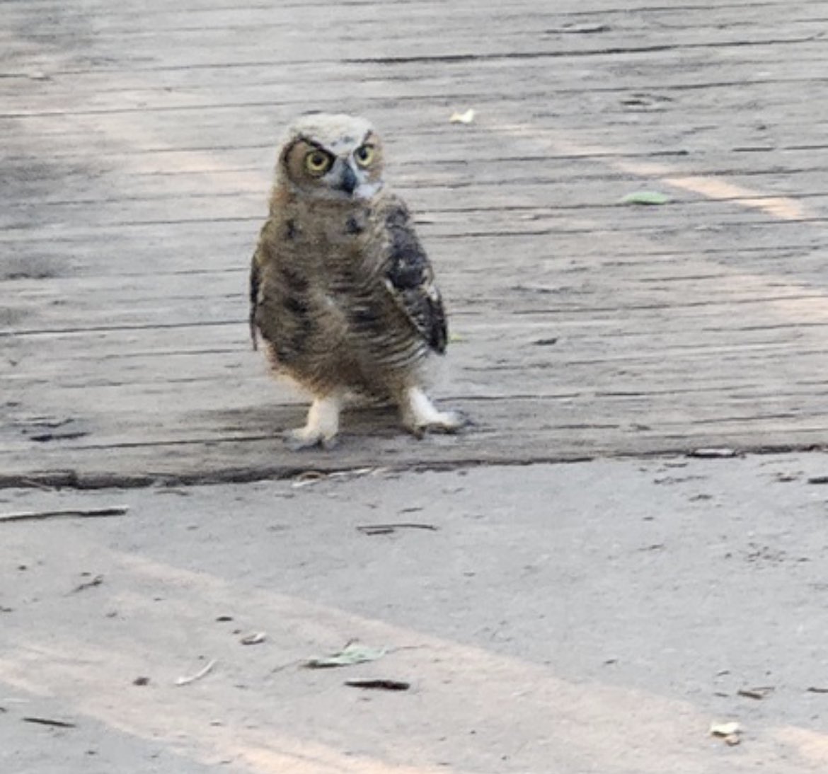 SeeJayClark's tweet photo. Been a while since I’ve had a wildlife encounter…Unfortunate this one had to happen on a run. Got swooped and pecked at by this guy while actively trying to avoid him. No birds or humans harmed…only a bunch of high school boys and their coach running away like toddlers. https://t.co/B1iT0vqpWa