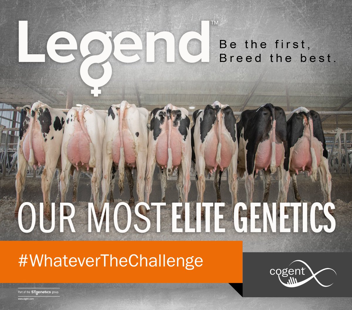 Be the first, breed the best with our most elite genetics! Our Legend programme gives you access to a collection of the worlds most superior genetics. On average Legend herds see up to 3 times faster genetic progress. For more info visit our website. #WhateverTheChallenge