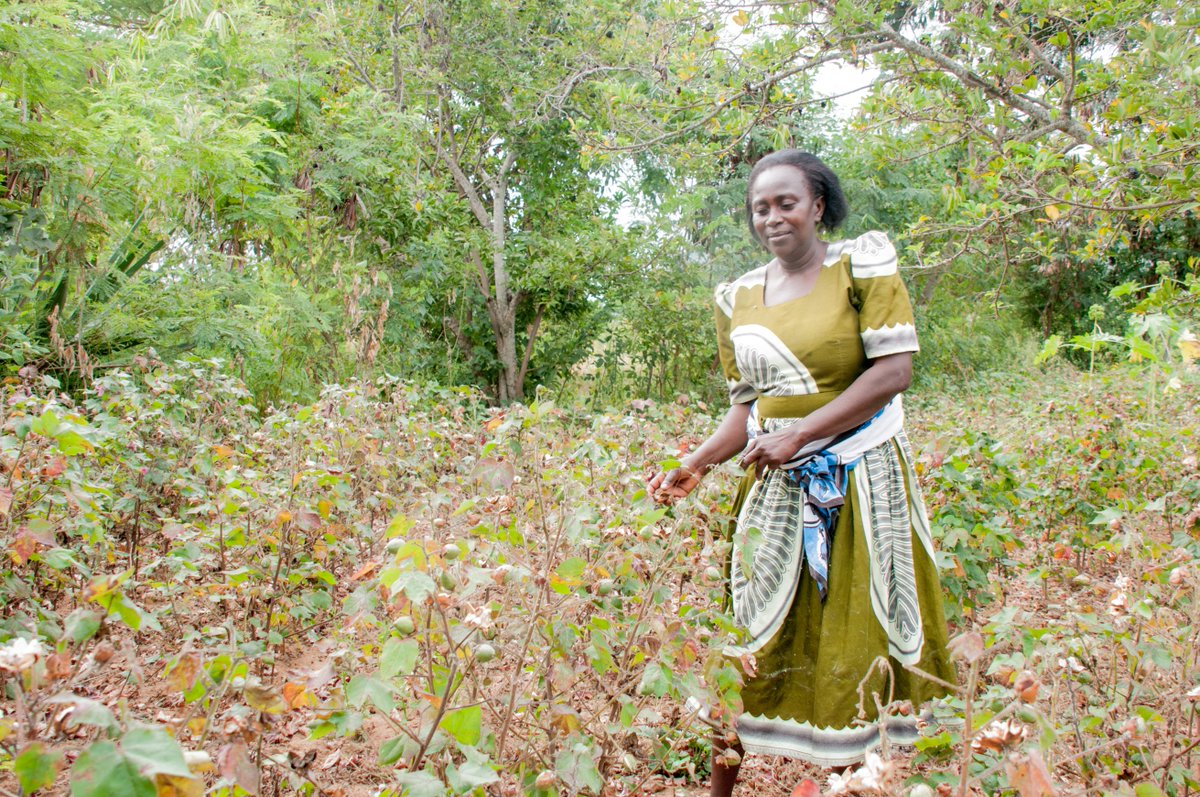 ScienceAlly's tweet photo. In Kitui county yesterday with Bt Cotton farmers, 2015  
 #AllianceforScience fellow Patrick Muriuki facilitating a session discussing the strides in cotton farming, challenges, and benefits of #BtCotton
@kalromkulima @a_kilimo #ICOSEED #FarmersMatter https://t.co/t2NEKmklOB