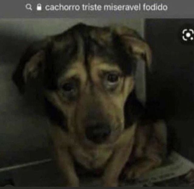 animais com frases aleatorias tweet media