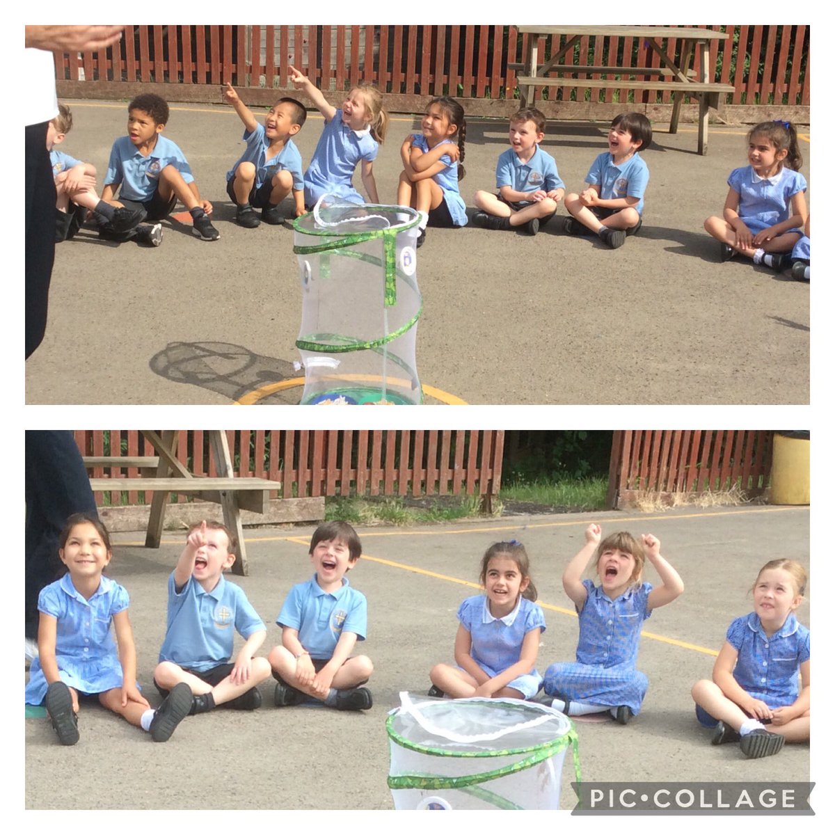 After doing such a good job of looking after our caterpillars and watching them as they changed into butterflies, the reception children released them. It was magical as we watched them flutter away.