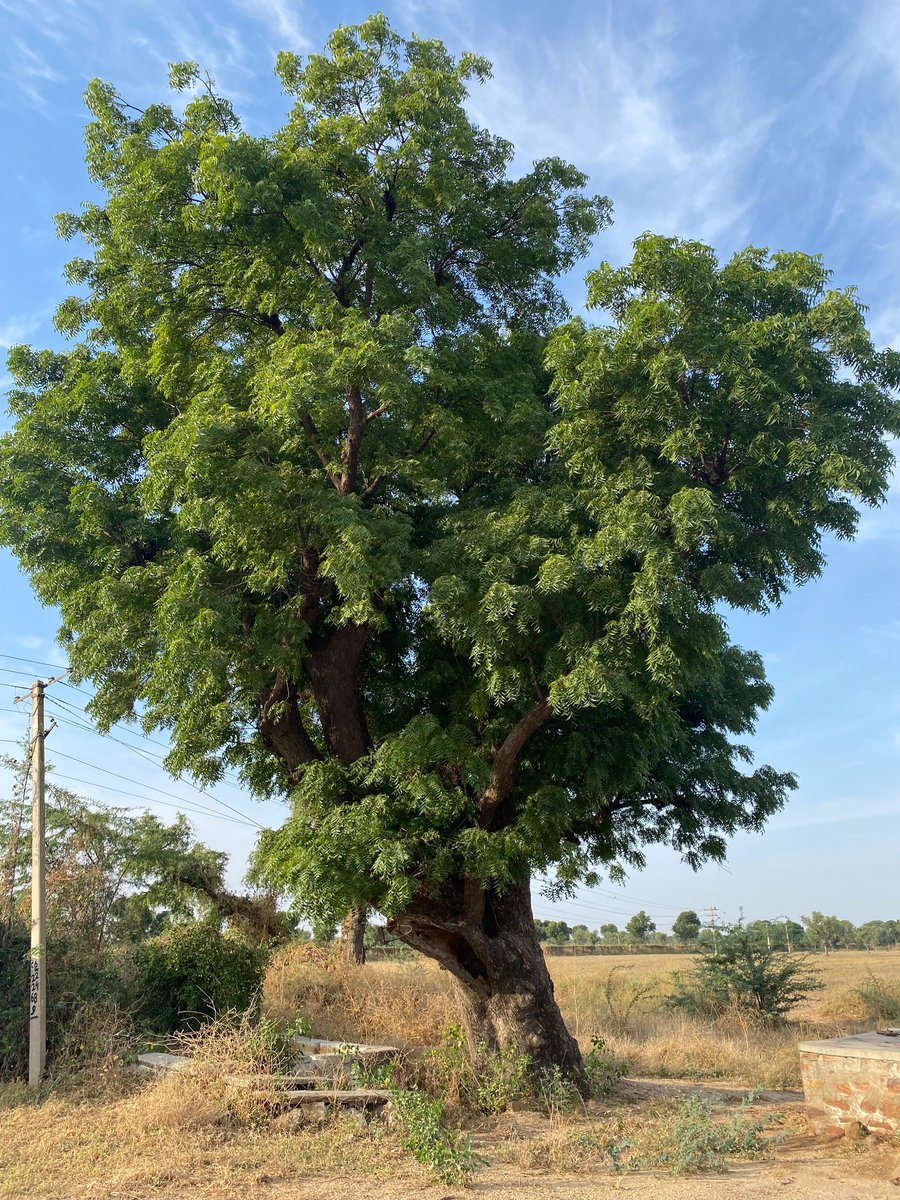 Couplets tweet media