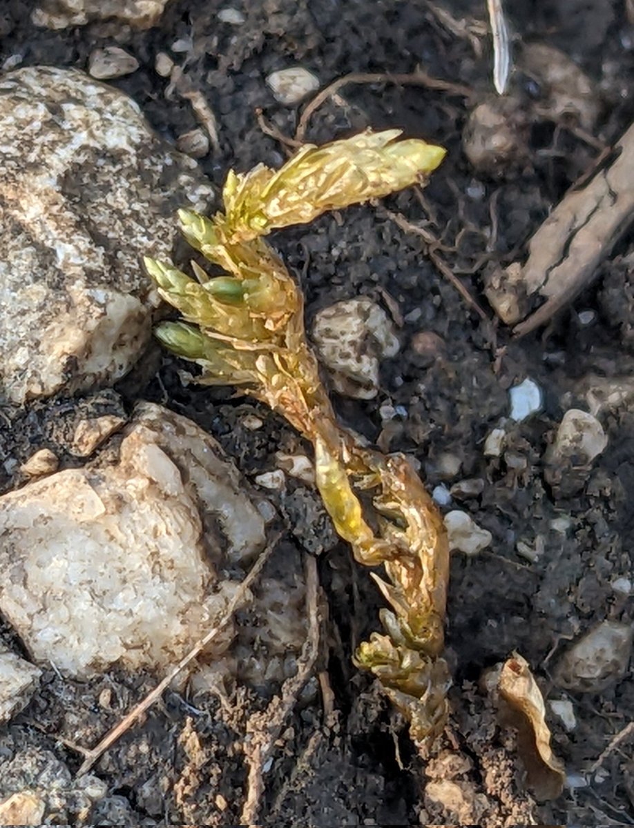 Shropshire Botany tweet media