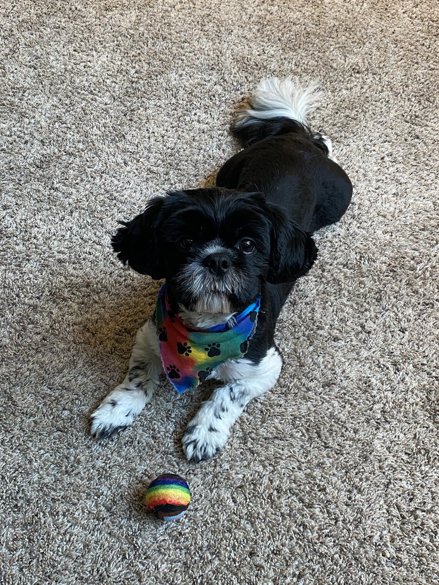 karimichelle2's tweet photo. @dog_rates Biscuit says, “Happy Pride!” https://t.co/rmJWtK2ofk