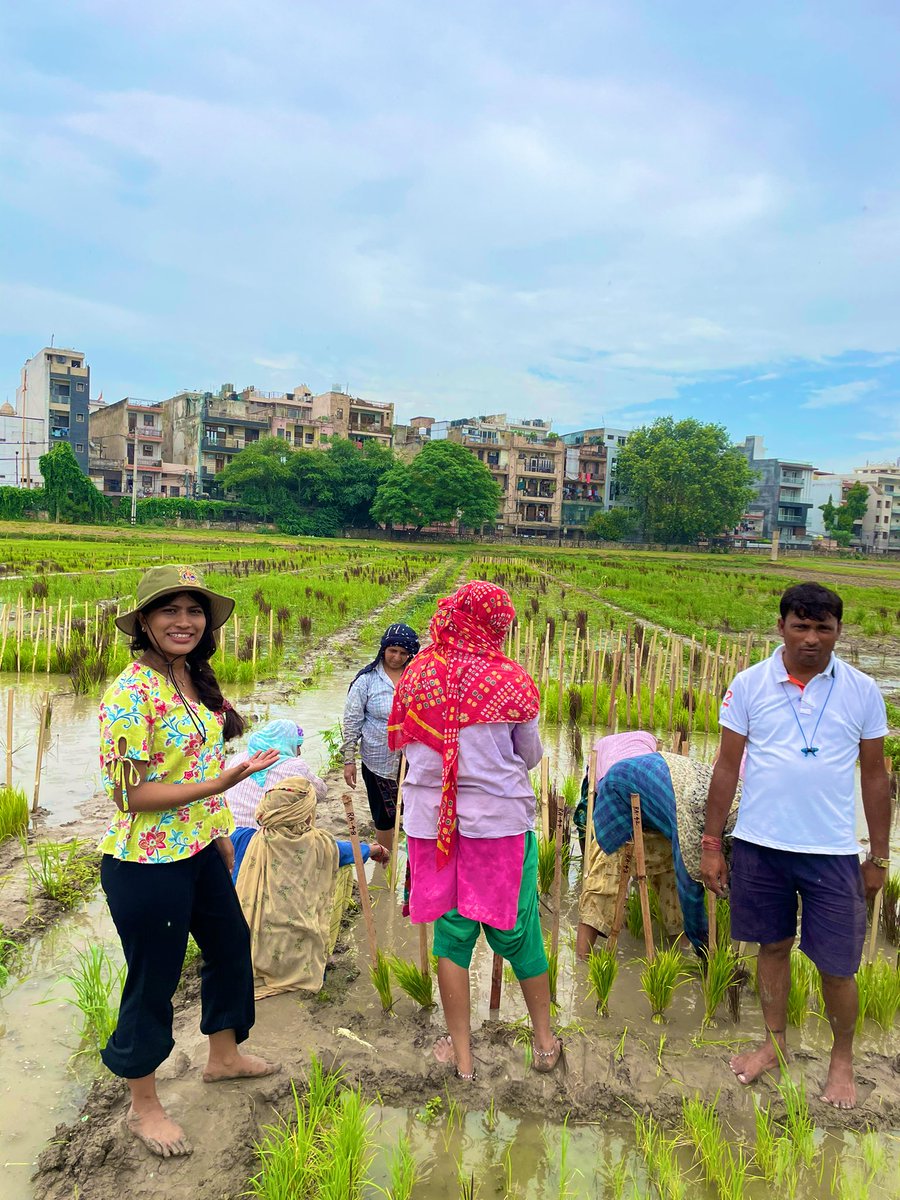 Mohanap2Pallavi's tweet photo. 🌾Rice farming is hard. It’s complicated. It takes twice the amount of labor as other crops. I am working on rice crop for almost 3 years. I feel so lucky to be a part of growing grains to feed the world.Have you appreciating the process of how food arrives at your table❓#rice https://t.co/x7BzI9tbCr