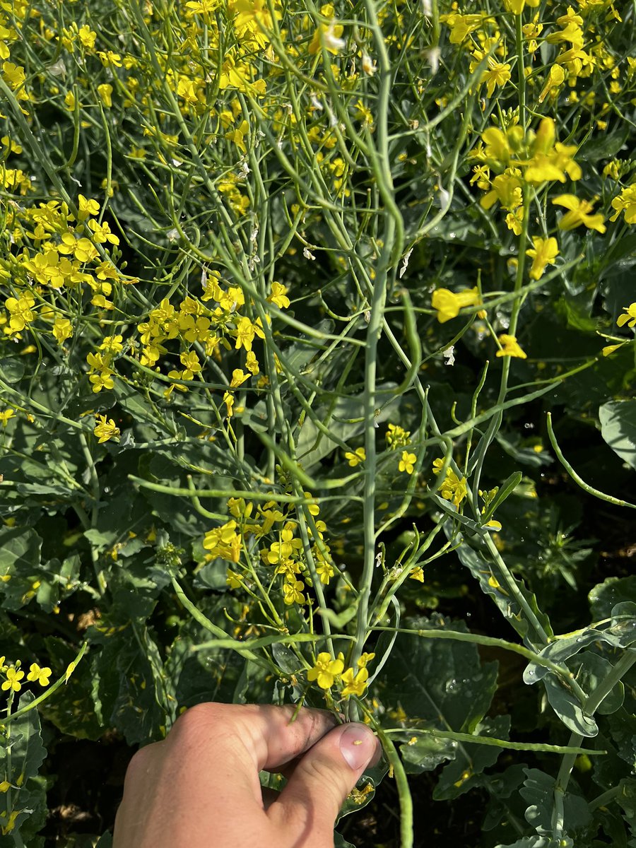 Less then 3 weeks until <a href="/AginMotion/">Ag in Motion</a> and things are coming along wonderfully at the <a href="/Bayer4CropsCA/">Crop Science Canada</a> site! Even starting to see our first pods on the canola!