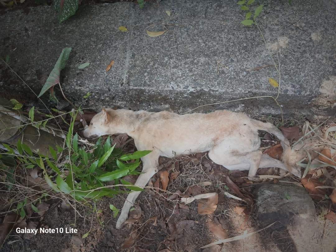 Sleeping peacefully  in a public area outside a home near Punnamada Bhima Resort in Alapouzha, this beautiful dog was mercilessly beaten to death.
No crime. Only punishment in Kerala.

#StopKeralaKillings
#BoycottKerala 
#abcrules2023 
@CMOKerala @BBCWorld @BBCHindi @htTweets