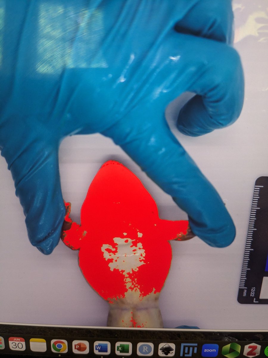 Measuring color area on frogs bellies, but want to exclude the arms in our measurements in imageJ. I've tried selecting the belly with a polygon, but I seem to only get the area of the polygon and not the threshold area within the polygon. Any help or advice is appreciated!!