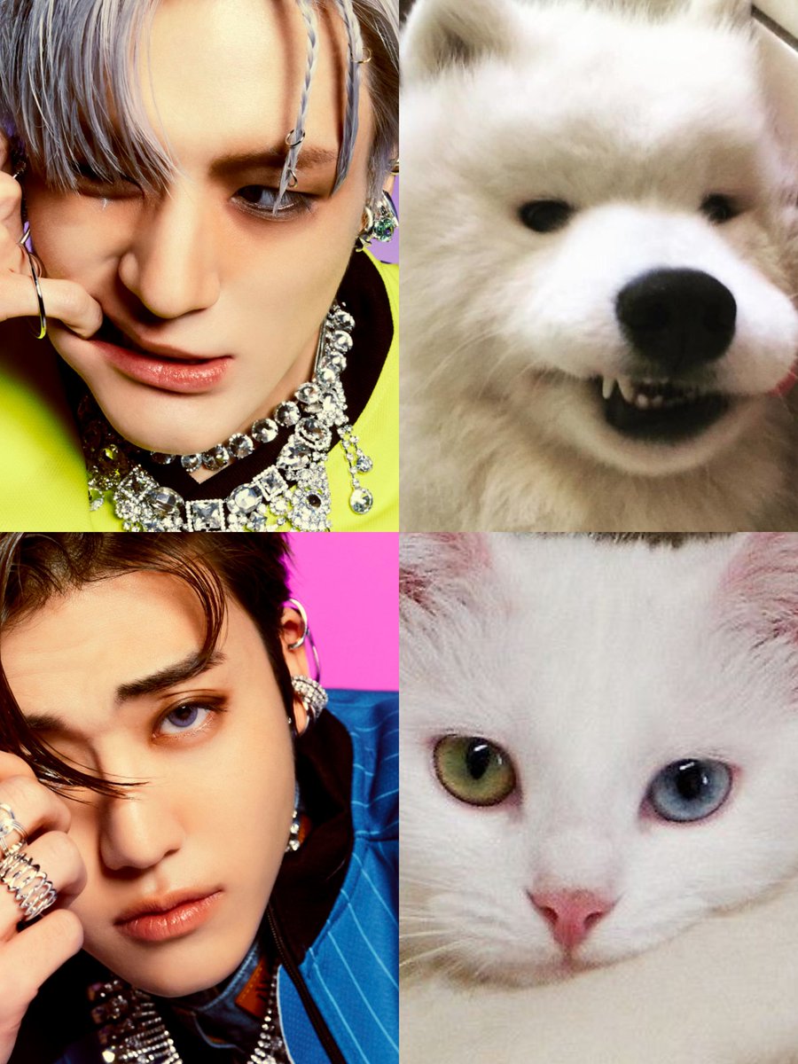 เขตซามอ​ยด์​ดุและแมวนางฟ้าตาสองสี