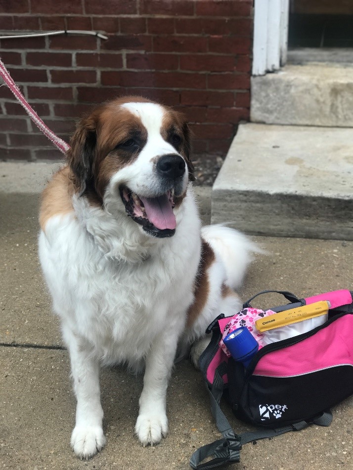 Region 3's Recovery Operations Branch Chief Corey DeMuro takes preparedness seriously for her furry friends, Bernie & Thumper. She has emergency bags with food, water, treats, toys, records & a pic. 

How are you taking care of your pets this #PetPreparednessMonth?

#IAMFEMA
