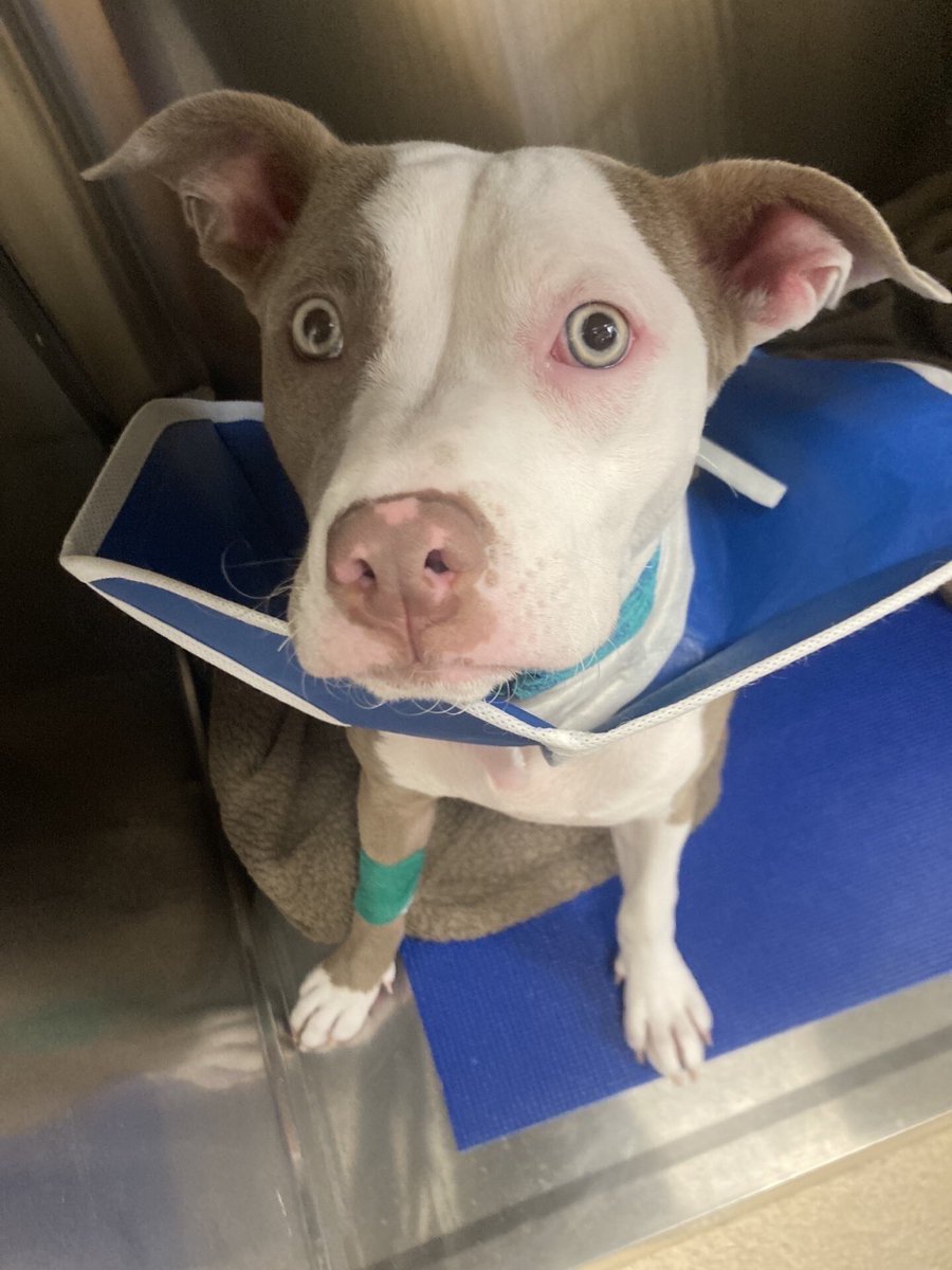 dog_rates's tweet photo. This is Eva. During her very first vet visit, doctors detected a heart murmur. She was soon diagnosed with pulmonic stenosis, a heart defect that requires a big surgery to permanently fix. You can help get her that surgery and wish her luck below ❤️‍🩹
https://t.co/EwDVx9sO5G https://t.co/gFwmCo7ZeG