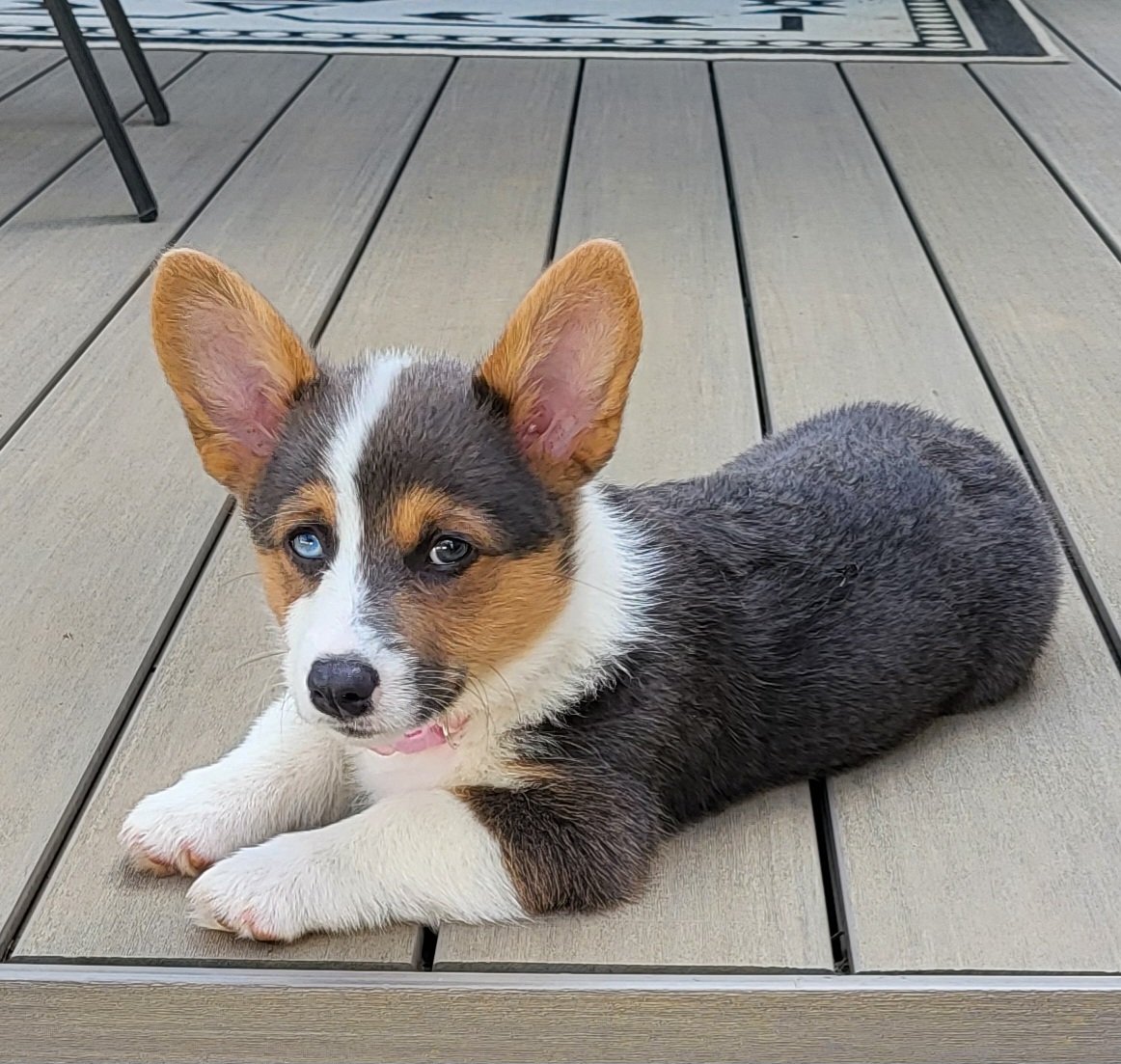 CorgiZowie's tweet image. I like my new house and our deck. #CorgiCrew #corgi #dogsoftwitter