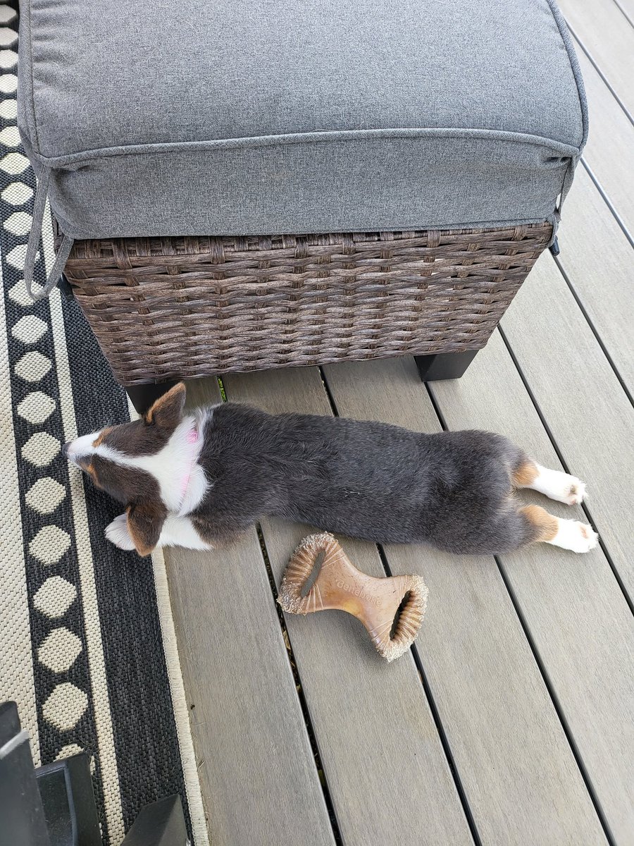 CorgiZowie's tweet image. I like my new house and our deck. #CorgiCrew #corgi #dogsoftwitter