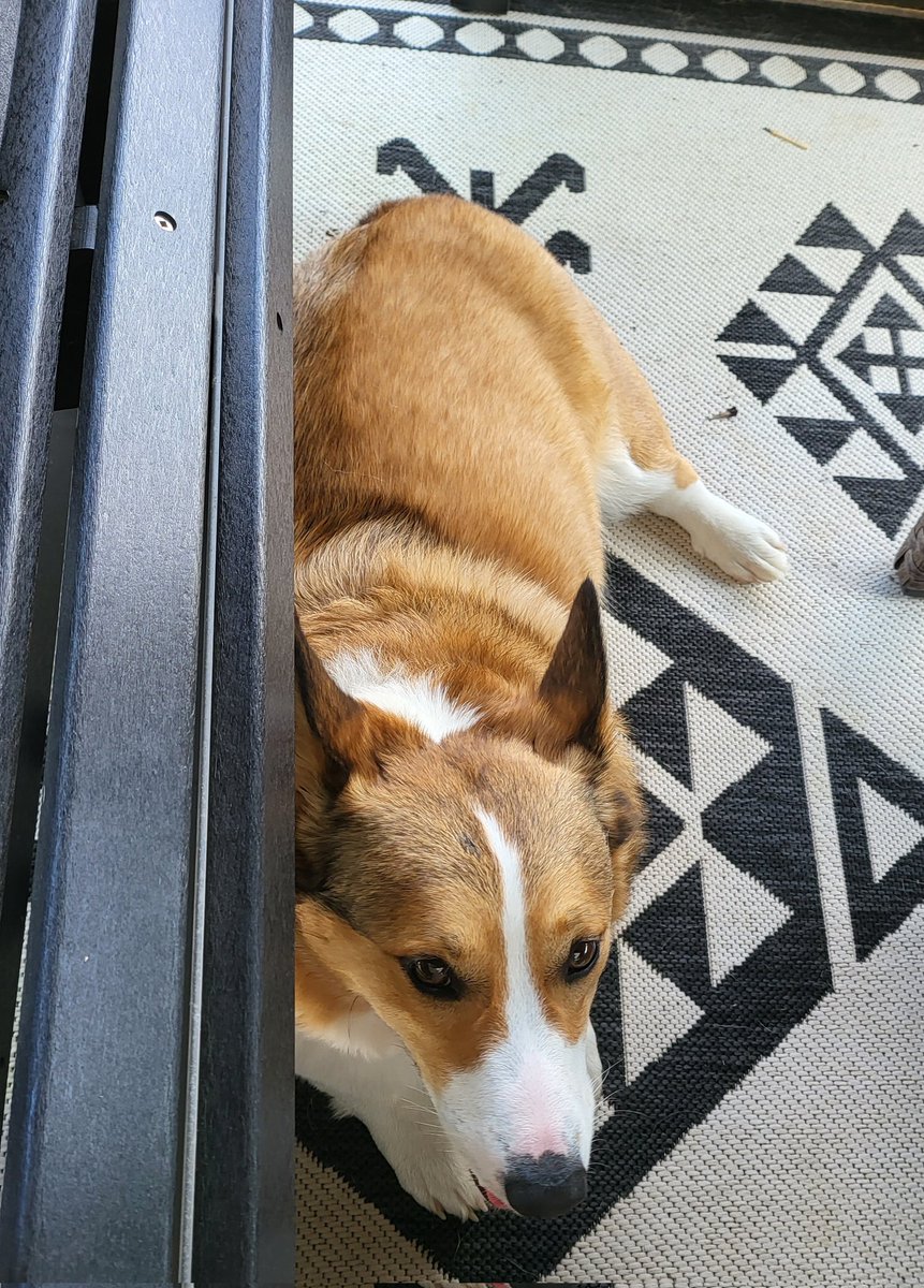 CorgiDuncan's tweet image. Me too