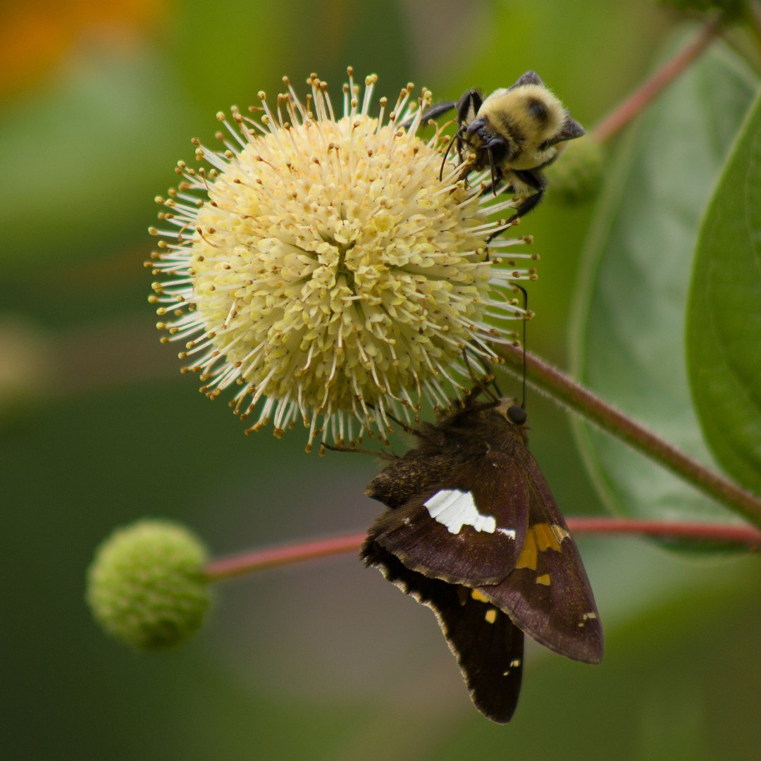 Pollinators's tweet photo. How cool is this flower?! Today's featured native plant is buttonbush (Cephalanthus occidentalis). They are found around swamps, ponds, and stream margins, and the showy flowers are an excellent nectar source for all kinds of pollinators including bumble bees and butterflies! https://t.co/jH5RiWeYyp