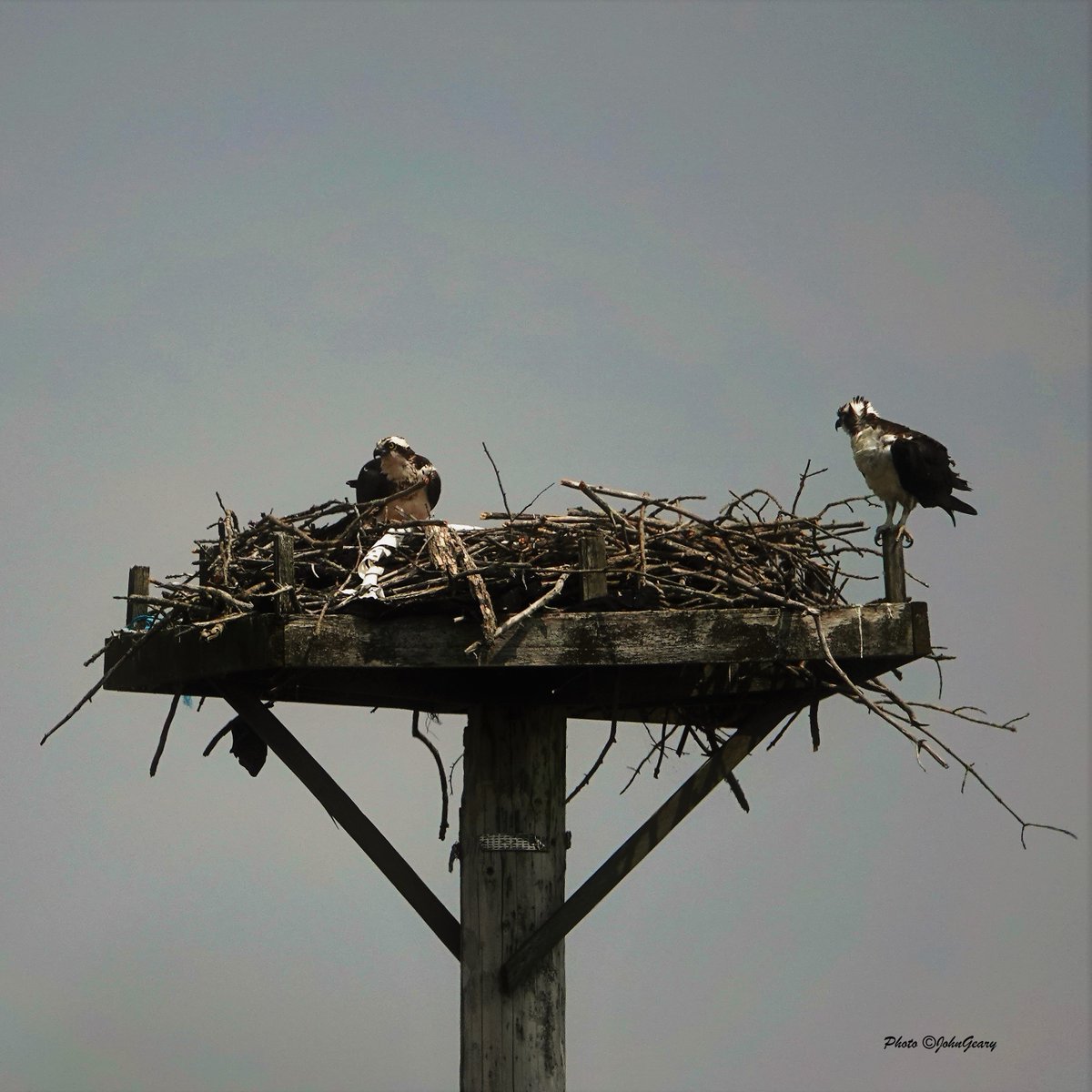 BirdPaddler's tweet photo. It's a Flyday Friday! This week, a few photos of birds taken during a trip to Ontario. A pair of ospreys on a nest, a floating gull, and a cormorant in flight. #flydayfriday #flydayfridays #ospreys #gull #cormorant #birds #ontario #fridayflyday #fridayflydays #flightdayfridays https://t.co/w1cR012M00