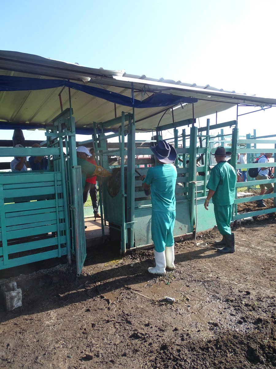 grupo_fauna's tweet photo. Trabajo en el diagnóstico de la gestación de los vacunos
Somos el @grupo_fauna
#GeffProduccion
@MINAGCuba https://t.co/JJ61mkNVQg