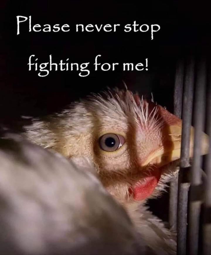 Please never stop fighting
 for her👇😔
#Govegan #Animalrights