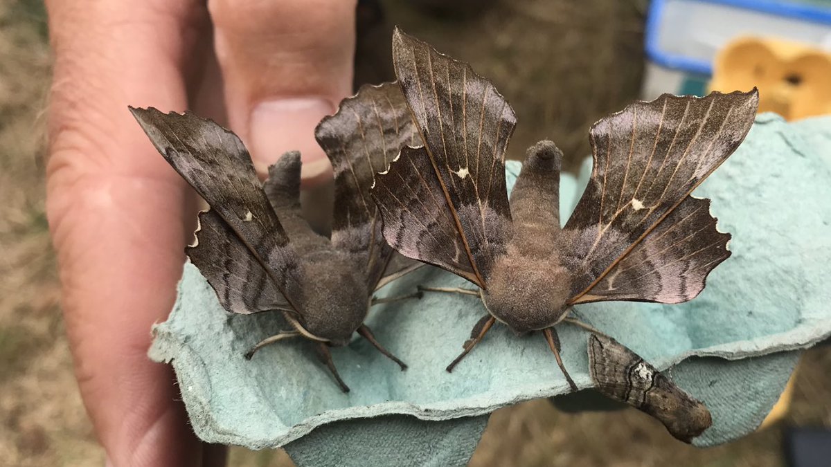 An interesting morning for sure! Half way with CES 2023 <a href="/RSPBLakenheath/">RSPB Lakenheath Fen</a> It’s juv Sedgie time! Great to see this years youngsters on the wing. Followed by a bit of an unusual catch! Met up with Katherine as she was checking the moth trap. Poplar Hawk. <a href="/doltonpj/">Peter Dolton</a> <a href="/SuffolkBirdGrp/">Suffolk Bird Group</a>