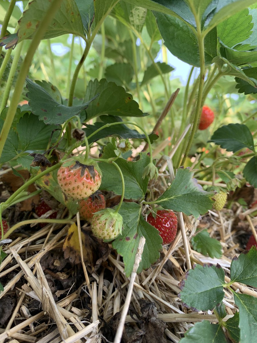 alddente's tweet photo. Strawberry picking today https://t.co/kO7MFoYrHy