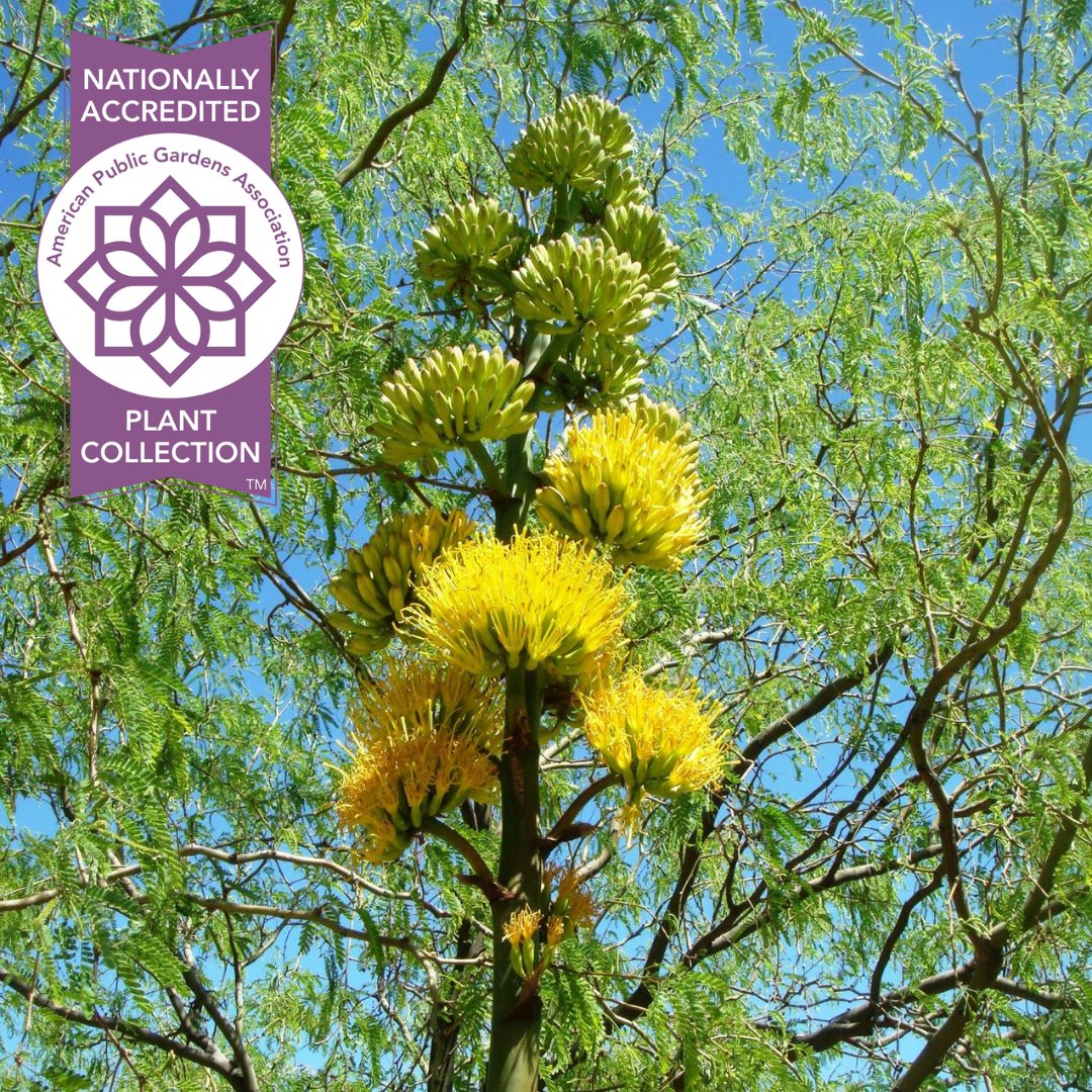 PublicGardens's tweet photo. #FridayFlora - In 2010, the Plant Collections Network of APGA designated the Desert Botanical Garden’s living collections of plants in the cactus and agave families as a National Collection. Learn more: https://t.co/wAlAVau9gZ #gopublicgardens https://t.co/Sg2eVsbLkM