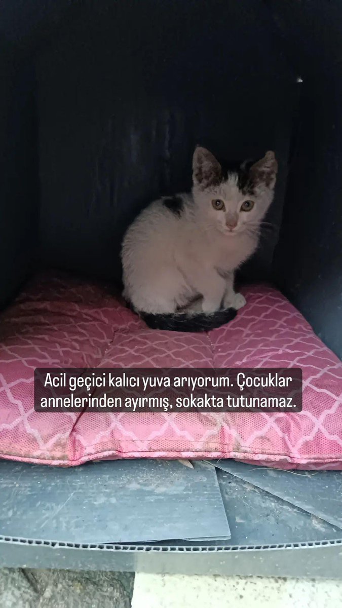minkominkom's tweet photo. Bu çocuğa acil Eskişehir'de geçici kalıcı yuva arıyoruz. Ona bakan kişi Minko'ya da dadılık yapan, sokaktaki hayvanlar için çabalayan harika biri. Fakat dışarıda baktığı çocuklardan birine araba çarptığı için onunla ilgilenmesi gerekiyor. Bu çocuğa acil yuva bulmamız gerek. https://t.co/7kuoNc9JOm