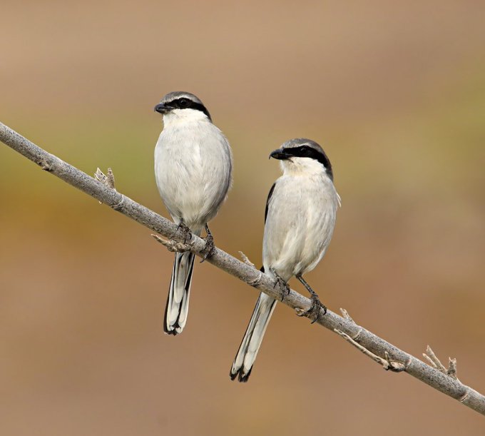 Fz4_pkDWABQzK4O?format=jpg&name=small