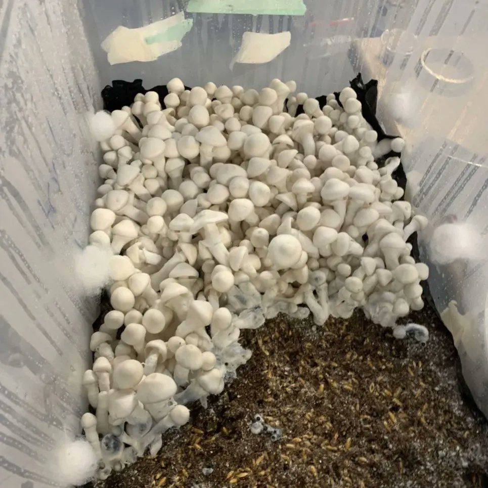 stackteam_dmv's tweet photo. Psychedelic mushrooms 🍄🍄🍄🍄 https://t.co/yVPU9Dh8c2