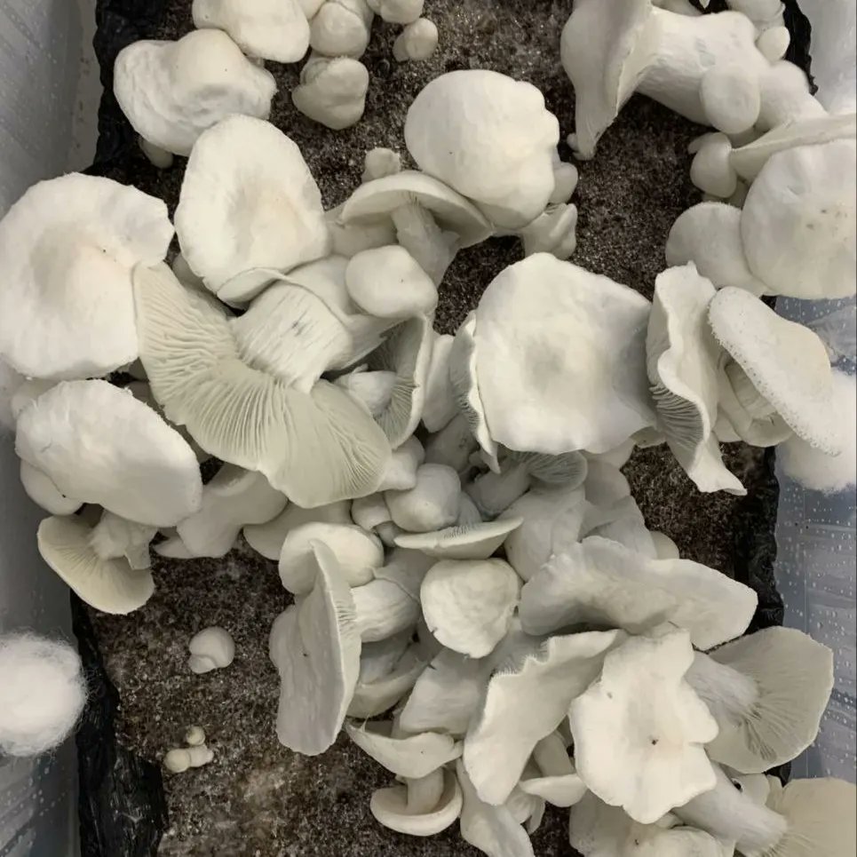 stackteam_dmv's tweet photo. Psychedelic mushrooms 🍄🍄🍄🍄 https://t.co/yVPU9Dh8c2