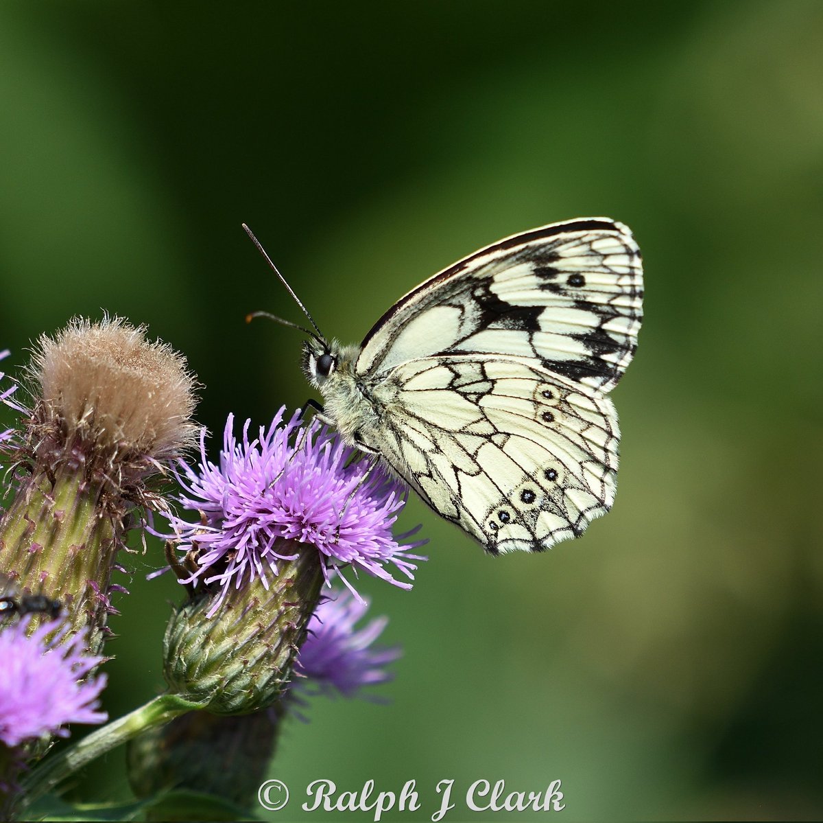 A couple of butterflies from last weekend Dark-green Fritillary and Marbled White. @savebutterflies @BC_Surrey @sbic