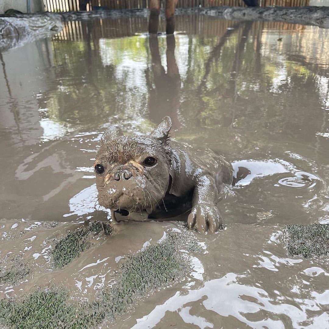 Frenchie Owners tweet media