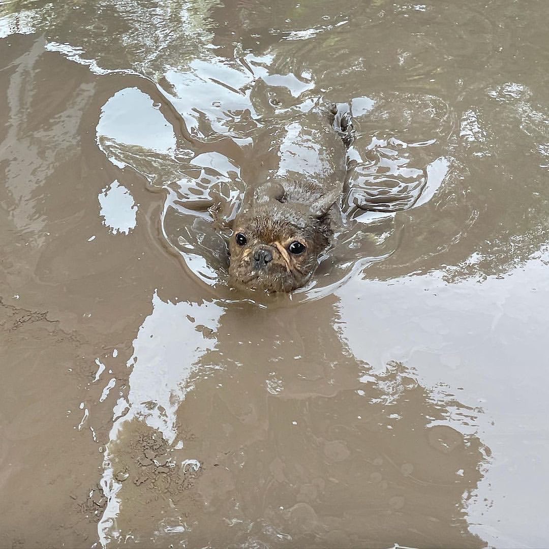 Frenchie Owners tweet media