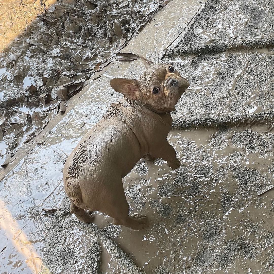 Frenchie Owners tweet media