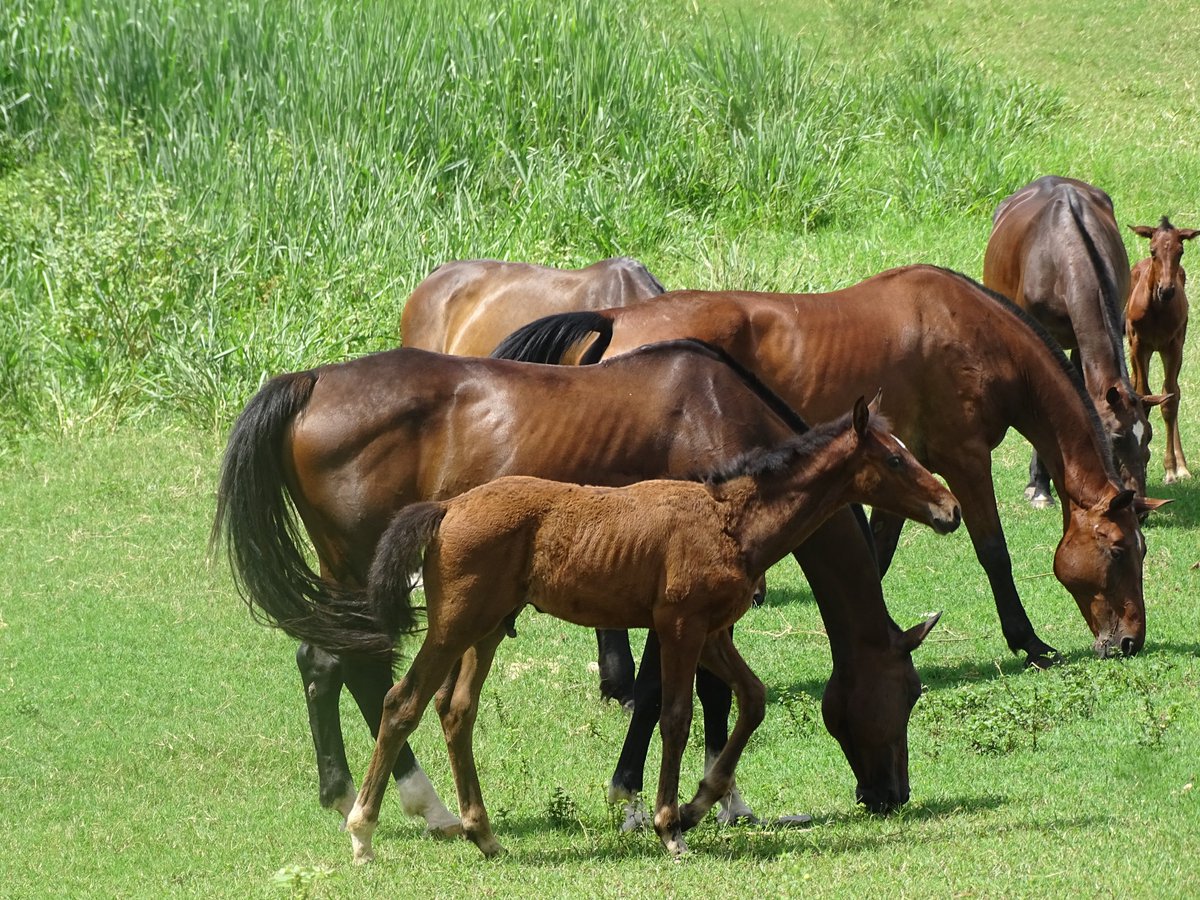 grupo_fauna's tweet photo. En el Centro Ecuestre de La Habana se trabaja en el mejoramiento de las razas equinas
Somos el @grupo_fauna
#GeffProduccion
@MINAGCuba https://t.co/MTylO4LVLK
