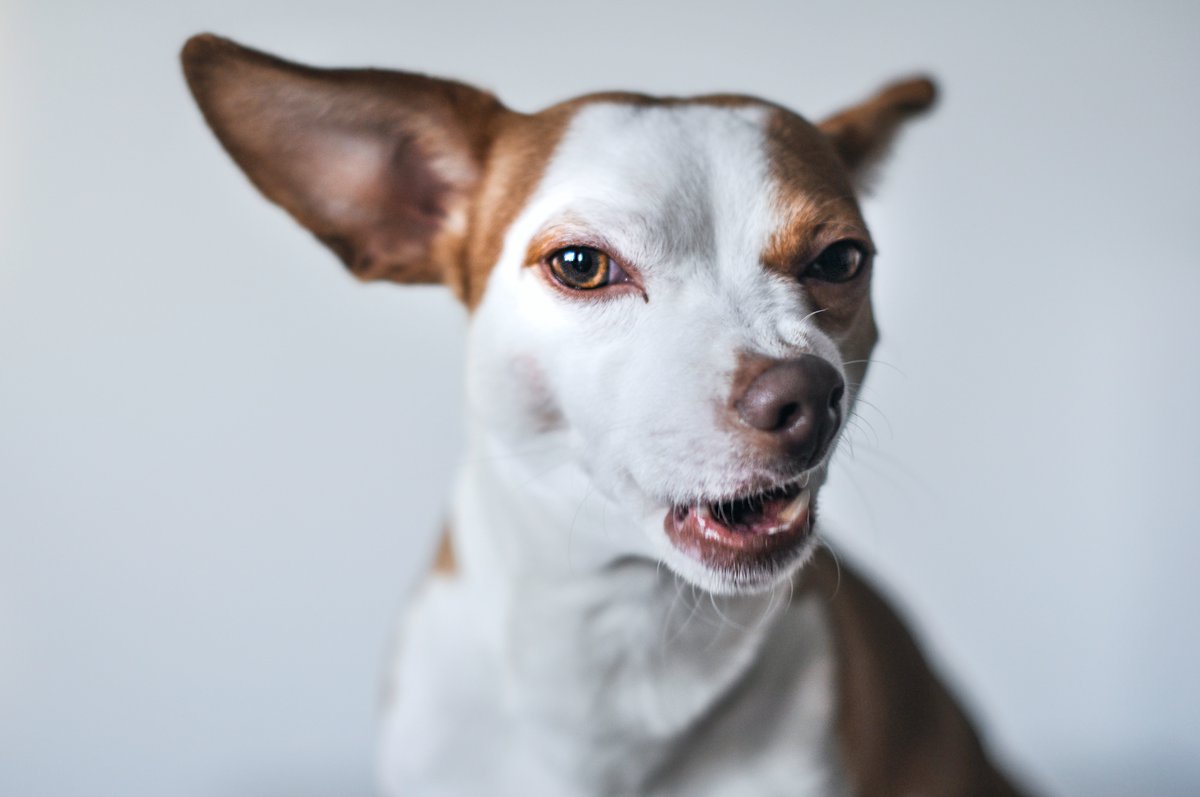 uspetfood's tweet photo. #DYK that #pets can have seasonal allergies, too? 🤧 Wiping your #dog or #cat off with a damp cloth after time outdoors can help remove any pollen from his or her face and body.
https://t.co/UuDsDDvdde #PetHealth https://t.co/TtE2z9ifOb
