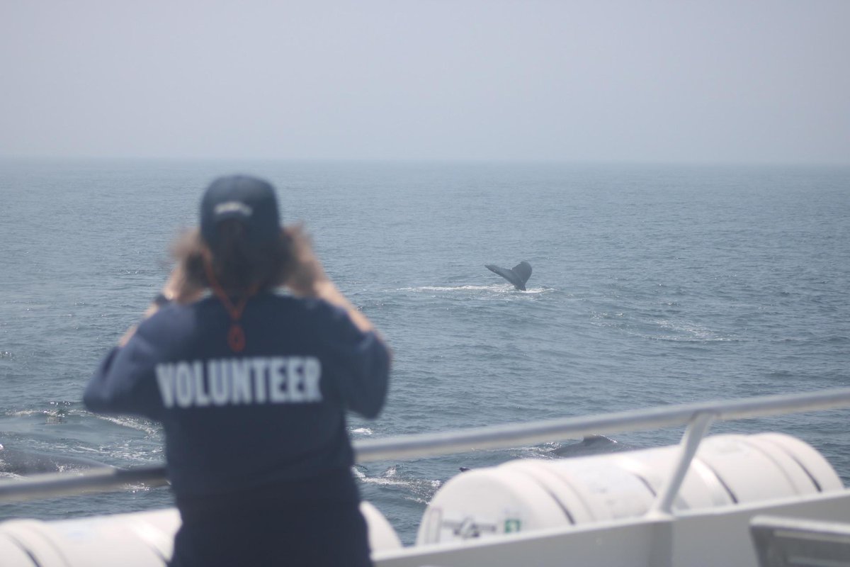 Did you know we have a whole education team on every cruise? Not only do we have our passionate naturalists providing commentary, we also have local volunteers like Becky pictured above who share their knowledge about life on the cape and local wildlife with passengers.