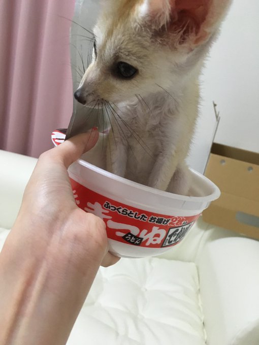 Fennec Every Hour! (@fenneceveryhr) on Twitter photo 