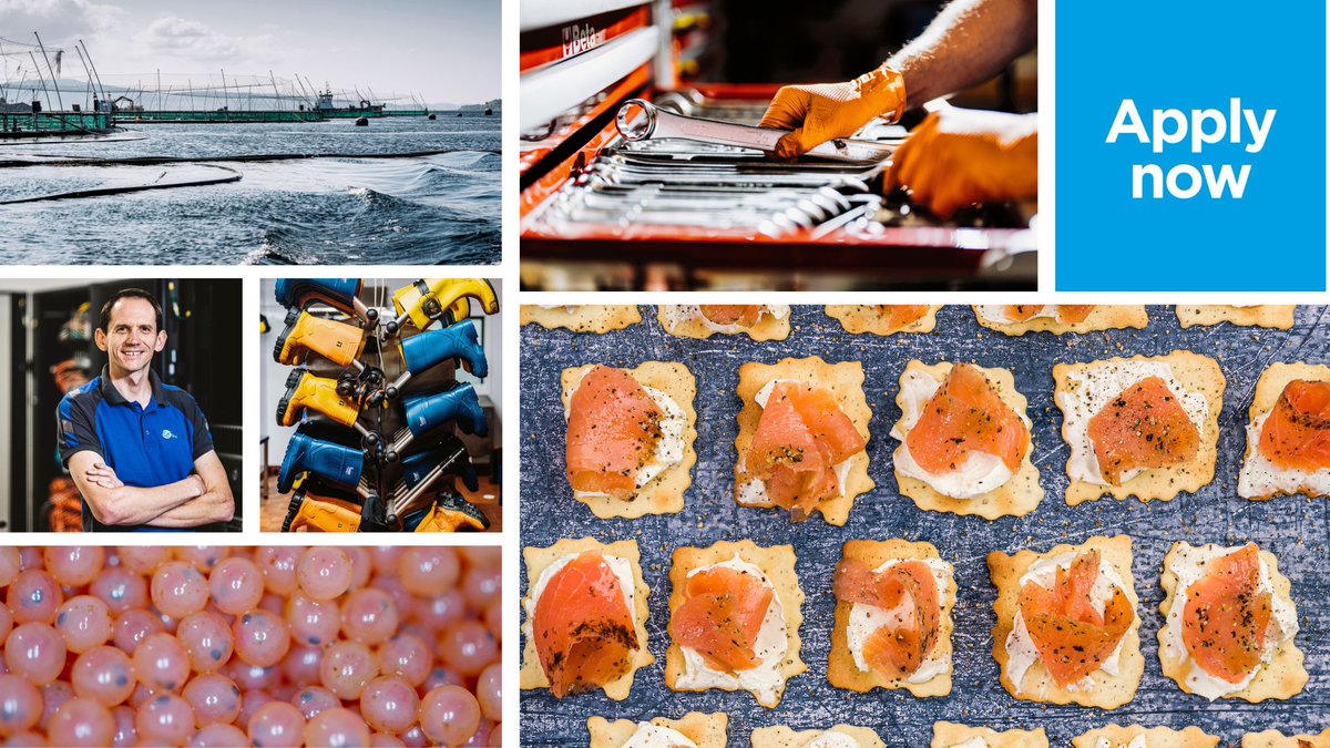 scotseafarms's tweet photo. VACANCIES | Find your next aquaculture role in our #jobsroundup:
OBAN Senior IT Support Analyst / Processing Staff
MULL Marine Husbandry
MAINLAND Field Engineer
SHETLAND Aquaculture Technical Coordinator / Processing Staff / Freshwater Technician
More > https://t.co/cokQBZoX3Y https://t.co/mseBxTzYHz