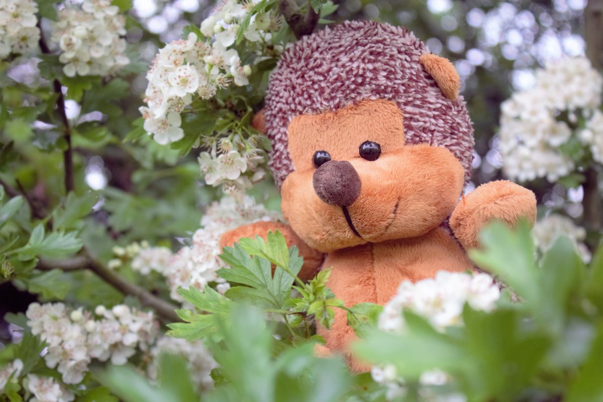 BTSBootle's tweet image. Go Wild this week by sending us a photo of you playing #BeattheStreet in your favourite park or green space! You could win a Beattie the Hedgehog toy! Share your pics on social by Tuesday 4 July.  @activesefton @seftoncvs @CRTNorthWest @SeftonYAs @NENorthWest @southseftonssp