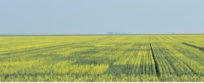 Travis Wiens tweet media