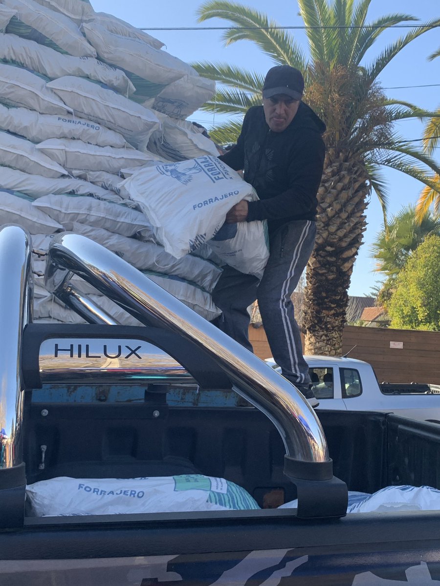 🔹Cumpliendo el compromiso hecho por nuestro Presidente Gabriel Boric en su visita a #Coltauco. Este viernes se hizo entrega a través de #INDAP de @minagriohiggins 
de las primeras ayudas en alimentación animal a 114 pequeños ganaderos de la comuna.