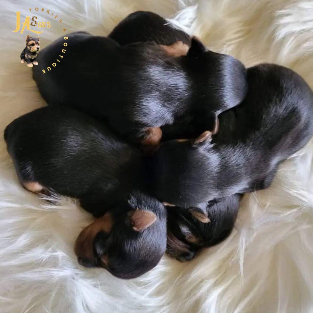 Jason's Yorkies & Boutique (@jasonsyorkies) on Twitter photo 