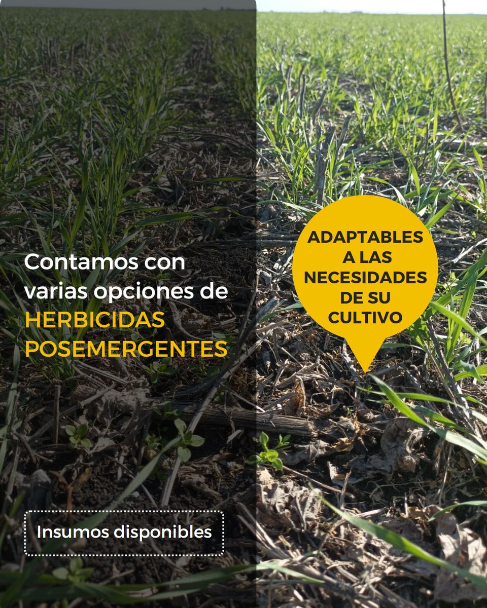 La mayor eficacia y el mejor rendimiento para su cultivo.

#herbicidas #posemergentes